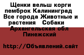 Щенки вельш корги пемброк Калининград - Все города Животные и растения » Собаки   . Архангельская обл.,Пинежский 